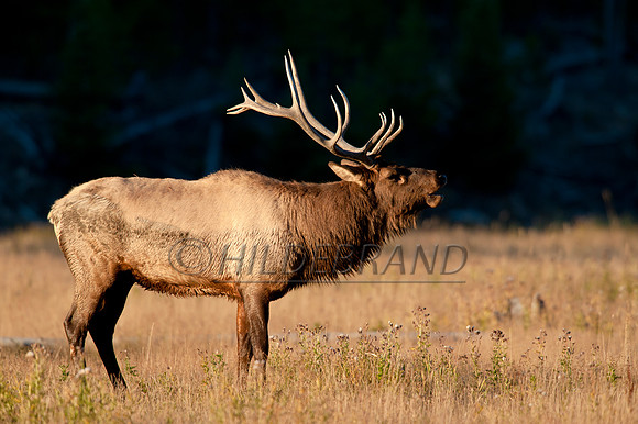 Bull Elk Bugle