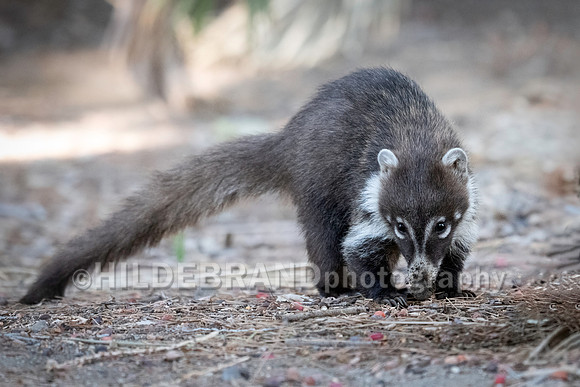 Coatimundi