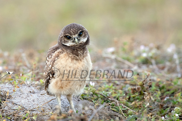 Burrowing Owl