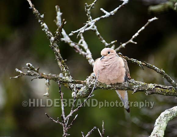 Mourning Dove