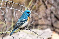 Lazuli Bunting