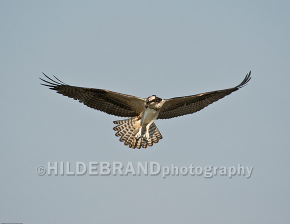 Osprey in Flight