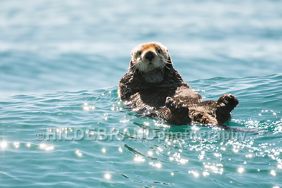Sea Otter