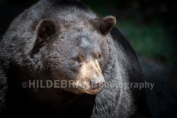 Black Bear