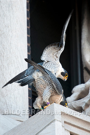 Mating Peregrine Falcons
