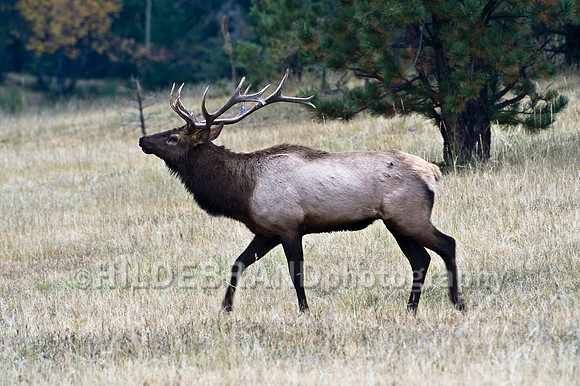 Bull Elk