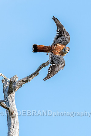 American Kestrel