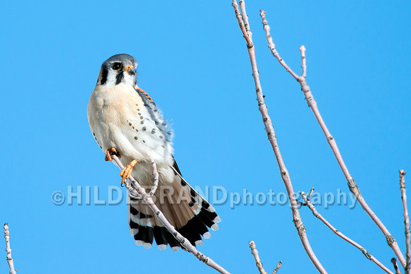 American Kestrel