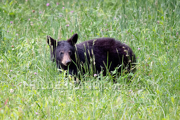 Black Bear