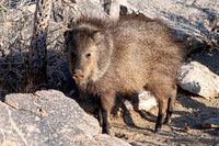 Javelina