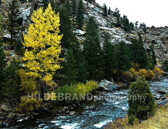 Aspen Gold