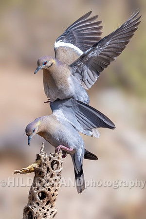 White-winged Dove