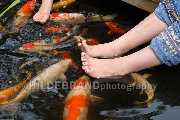 Koi Fish and Childrens Feet