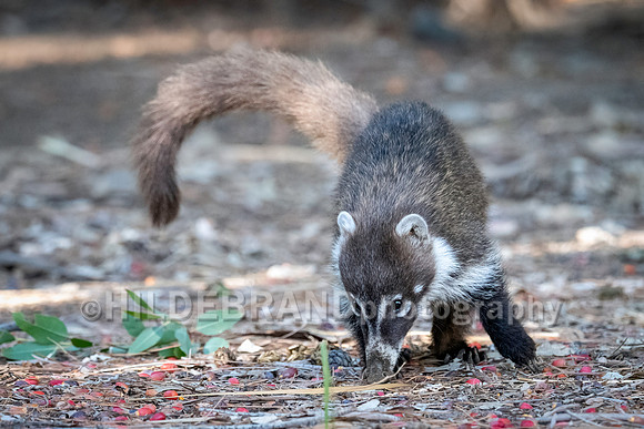Coatimundi