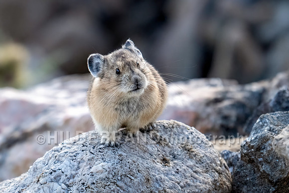 Pika
