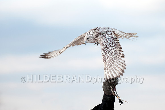 Take Flight