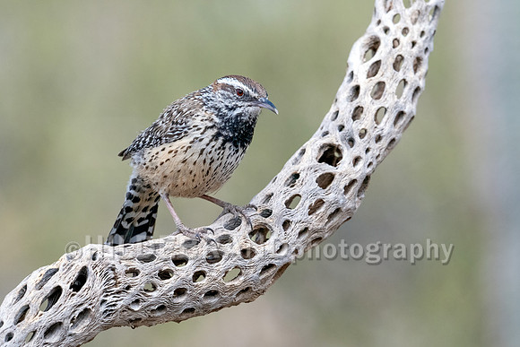 Cactus Wren