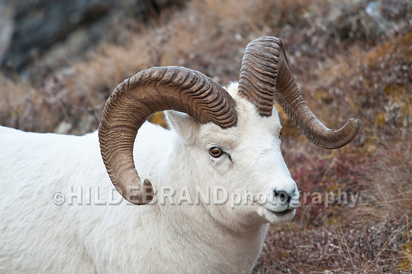 Dall Sheep