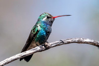 Broad-billed Hummingbird