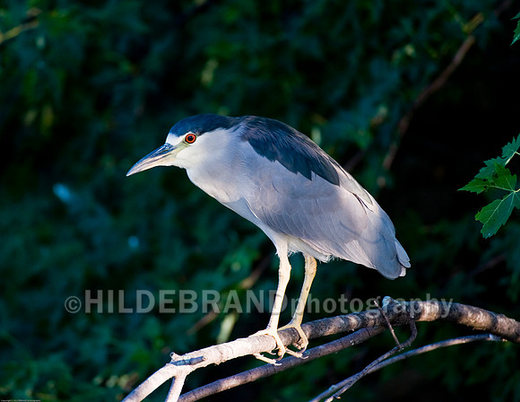 Black-Crowned Night Heron