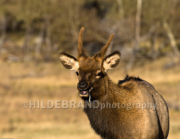 Young Bull Elk