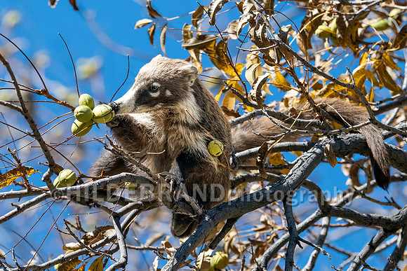 Coatimundi