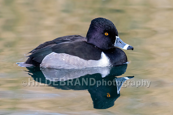Ring-necked Duck