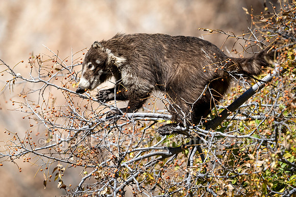 Coatimundi