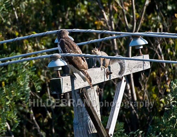 Hawk & Squirrel Encounter