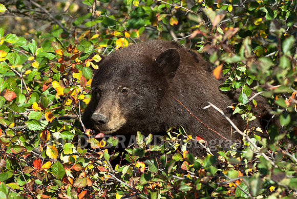 Feasting on Hawthorn Berries