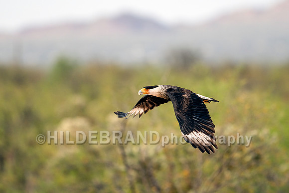 Crested Caracara