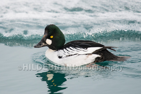 Common Goldeneye