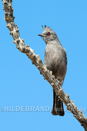 Phainopepla - Female