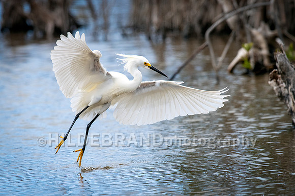 Snowy Egret