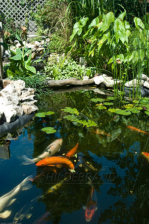 Ewing's Garden