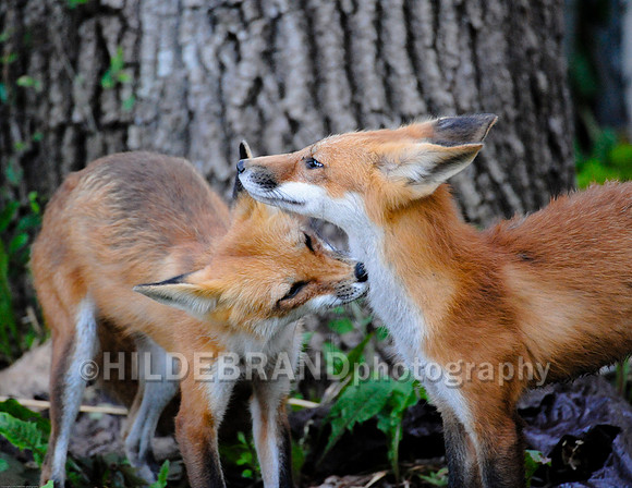 Neighborhood Red Fox