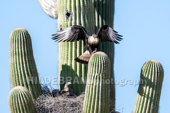 Crested Caracara
