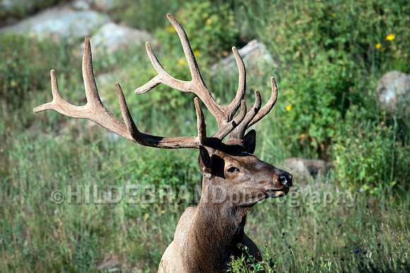 Elk