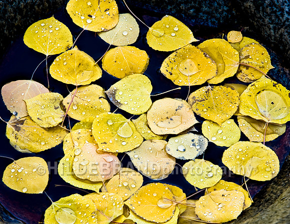 Floating Aspen Leaves