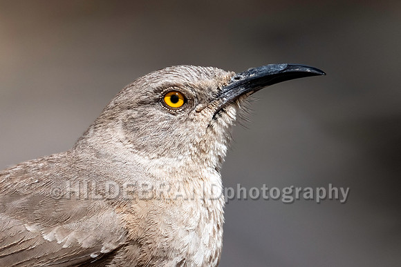 Curve-billed Thrasher