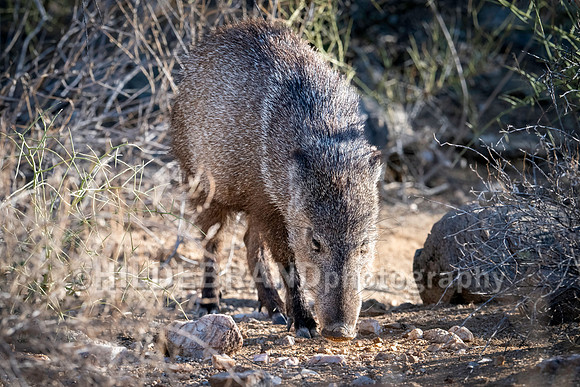 Javelina