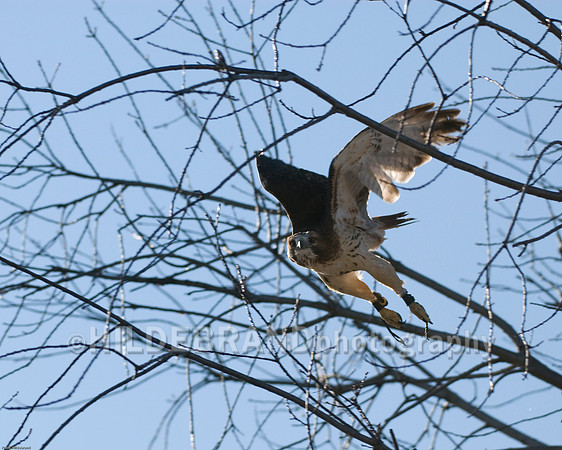 Red-Tail Hawk