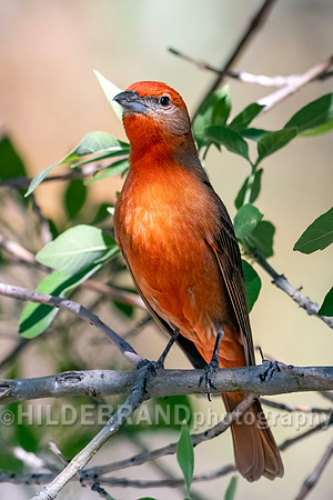 Hepatic Tanager