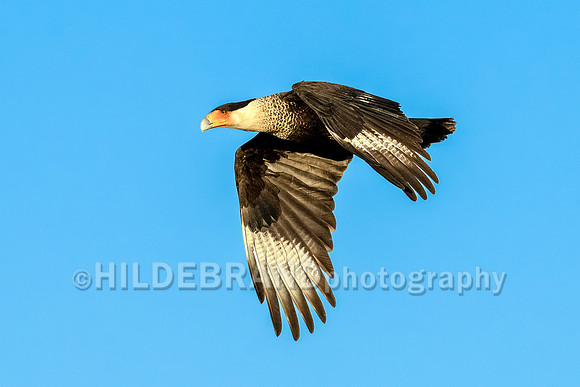 Crested Caracara