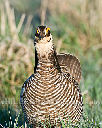 Greater Prairie Chicken