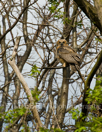 Great Horned Owl - Juvenile