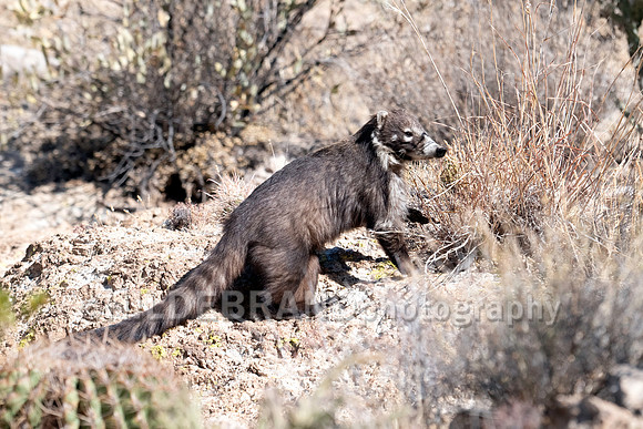 Coatimundi
