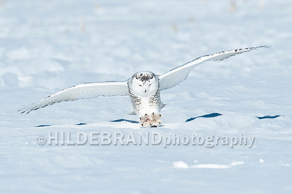 Snowy Owl