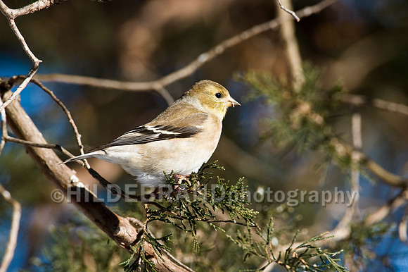 American Goldfinch - Winter Plumage