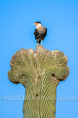 Crested Caracara
